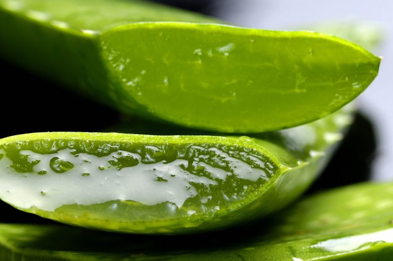 Aloe Vera im Test