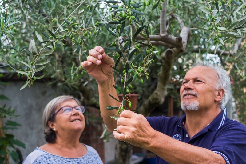 Ein Paar betrachtet seinen Olivenbaum. 