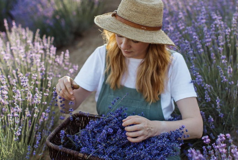 Frau pflückt Lavendel