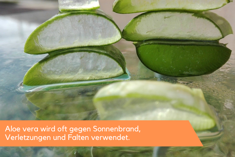 Aloe vera in Scheiben geschnitten.