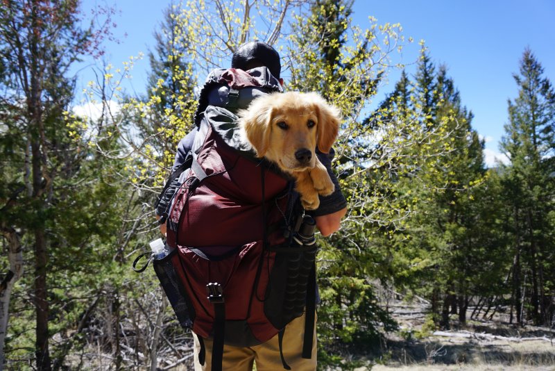 Hund rastet in Treckkingrucksack