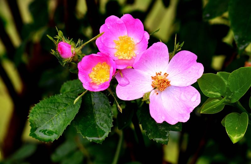 Bluete der Wildrose Blüte der Wildrose