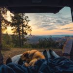 Campingbett beim Outdoor-Abenteuer mit Hund