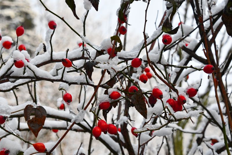 hagebutten im winter Hagebutten im Winter bei Schnee