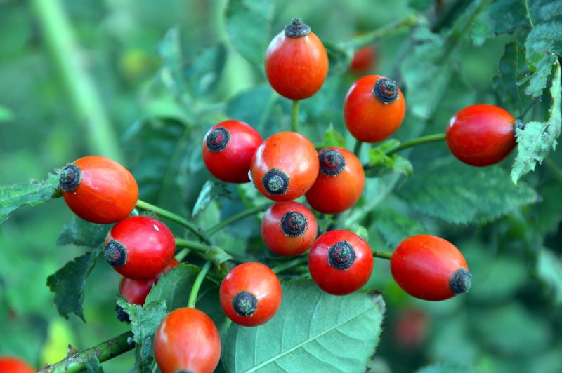 rote Hagebutten am Strauch Reife, rote Hagebutten am Strauch